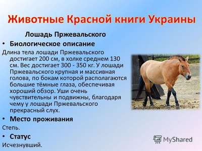 Лошадь Пржевальского - интересные факты