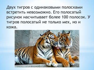 Интересные факты про тигров