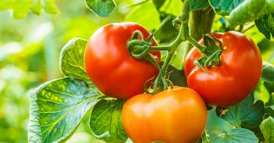 Почему в теплице помидоры кислые