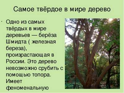 Интересные факты о деревьях