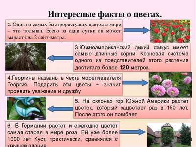 Интересные факты о растениях