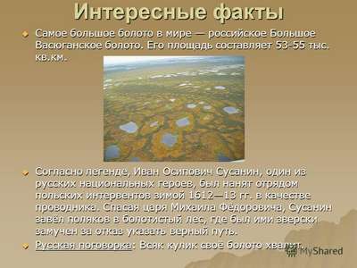 Интересные факты о Васюганских болотах