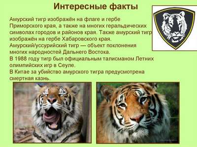 Амурский тигр - интересные факты