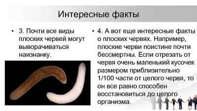 Интересные факты о плоских червях