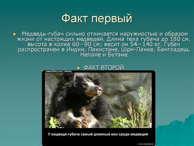 Интересные факты о медведе-губаче