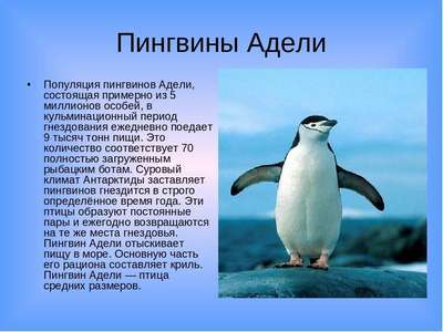 Интересные факты о пингвинах Адели