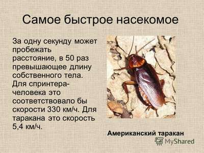 Какое насекомое самое быстрое на Земле?