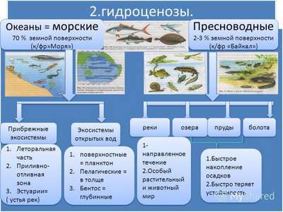 Особенности основных типов экосистем морей и океанов