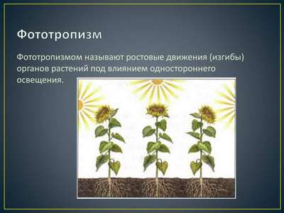 Фототропизм — что это такое и как происходит у растений