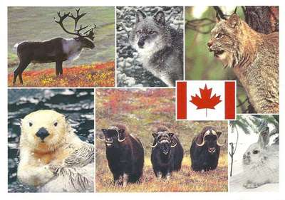 Дикие и национальные животные Канады