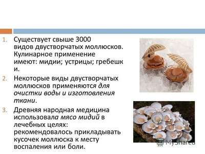 ТОП 10 интересных фактов про моллюсков