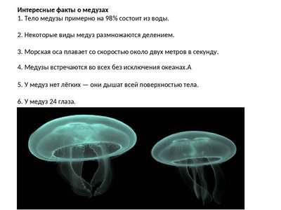 Интересные факты про медуз