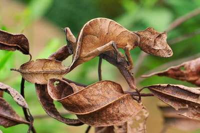 Животные, которые маскируются под листья растений