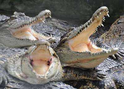 Почему крокодилы держат пасть постоянно открытой?