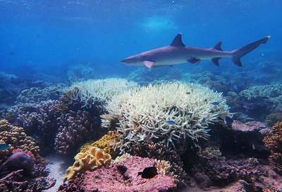 Обитатели крупнейшего в мире кораллового рифа – Большого барьерного рифа