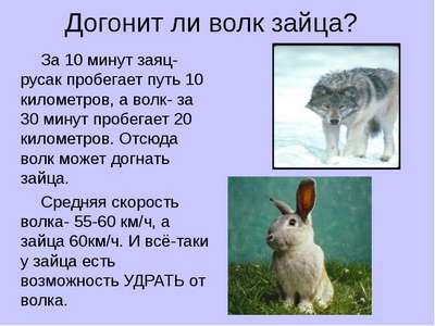 Какую скорость бега развивают кролики и зайцы?