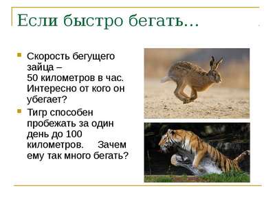 С какой скоростью бегает тигр?