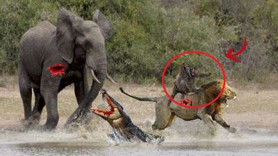 Лев против слона, кто победит?
