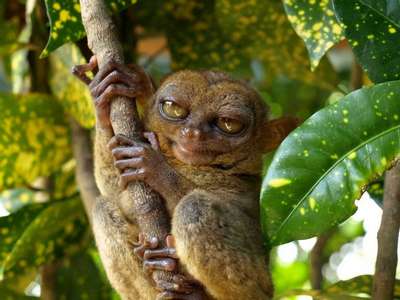 Эндемичные и редкие животные острова Мадагаскар