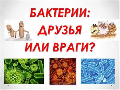 Бактерии: друг или враг?