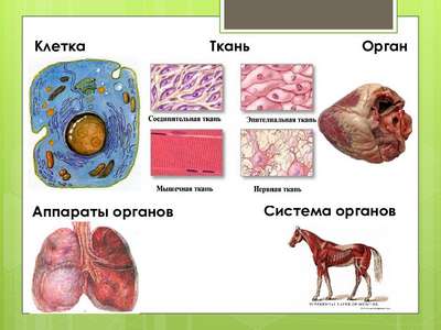 Строение животных: клетки, ткани, органы и системы органов