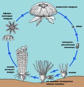 Жизненный цикл медуз – от яйца до зрелой формы