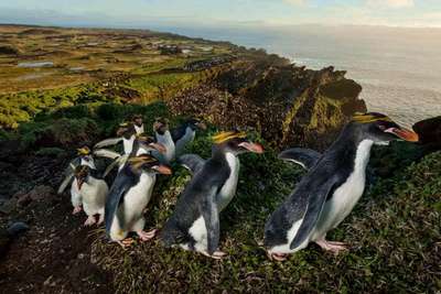 Где обитают пингвины в дикой природе?