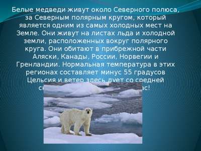 Обитают ли полярные медведи на Южном полюсе?