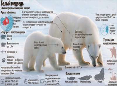 Какой размер и масса белого медведя?