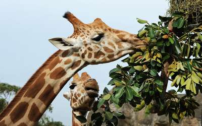 Чем питаются жирафы в дикой природе?