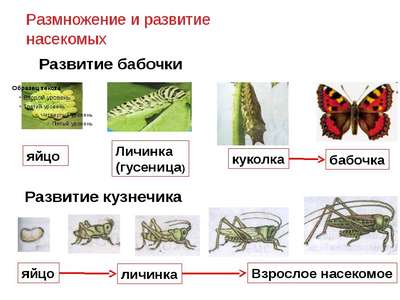 Как происходит размножение у насекомых?