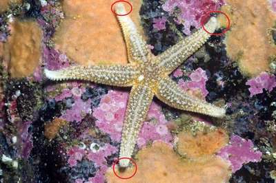 Сколько глаз у морской звезды и где они расположены?