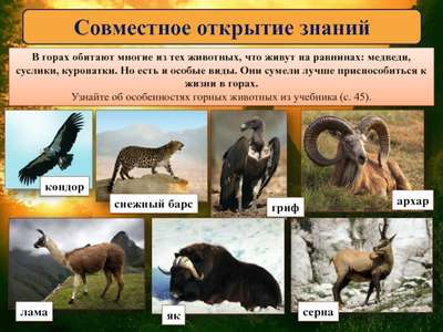 Горные животные: список, названия, виды, описание и фото