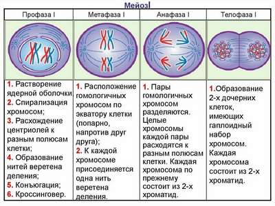 Роль хроматид в процессе деления клеток