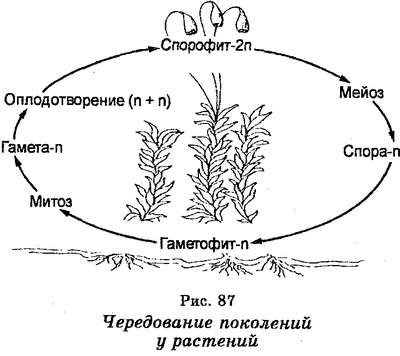 Чередование поколений у растений: диплоидная (спорофит) и гаплоидная (гаметофит) фазы