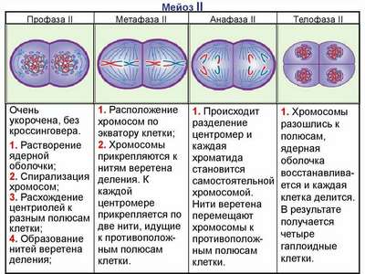 Краткое описание стадий и схемы деления клеток посредством мейоза