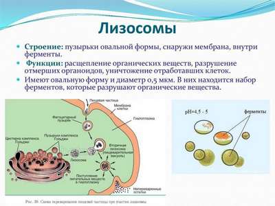 Хаpaктеристика, роль и формирование клеточных лизосом