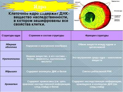 Хаpaктеристика, роль и структура клеточного ядра