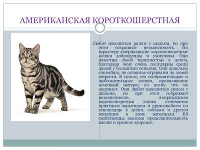 Американская короткошёрстная кошка: описание, история, хаpaктер, здоровье, уход и покупка