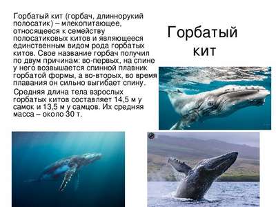 Горбатый кит: основные факты, пение, охранный статус и видео