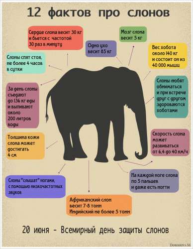 ТОП 10 самых удивительных фактов про слонов