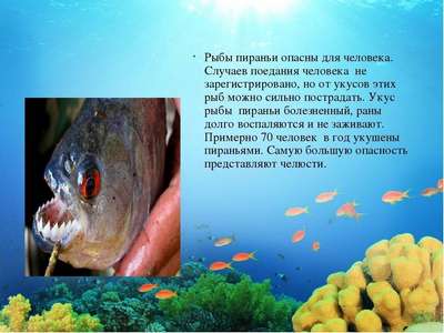 Рыбы и морские животные потенциально опасные для людей