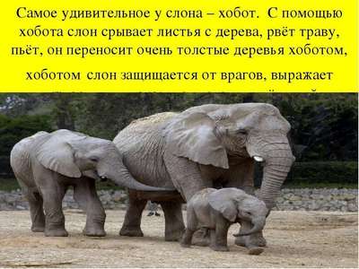 Значение и основные функции хобота слона
