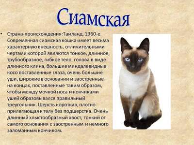 Сиамские кошки: особенности породы и содержания