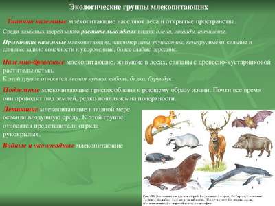 Наземные или сухопутные животные: хаpaктеристика, признаки и примеры