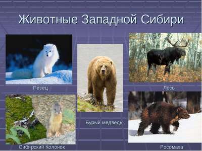 ТОП 7 представителей животного мира Сибири – хаpaктеристика, фото и видео