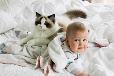 Какие породы кошек самые лучшие для семей с маленькими детьми?