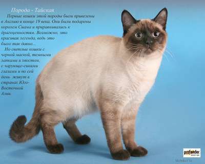 ТОП 10: Самые красивые породы кошек в мире – названия, краткое описание и фото