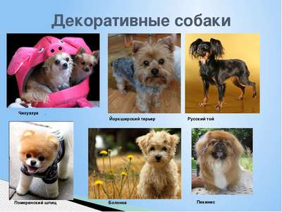 ТОП 15 небольших пород собак – названия, фото, размеры и краткое описание