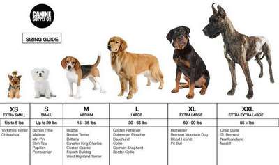 ТОП 10 пород собак средних размеров – список, названия, масса, фото и описание
